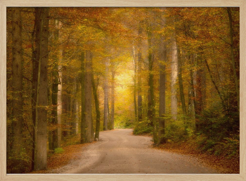 Road through the forest Poster