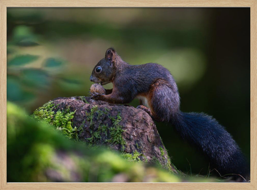 Squirrel with nut Poster