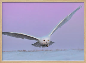 Snowy Owl in Flignt Poster