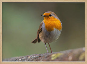 little robin 3 Poster