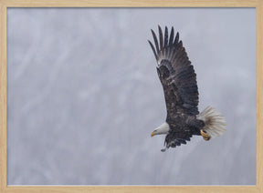 Bald Eagle in the Snow Poster