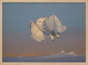 Snowy Owl Poster