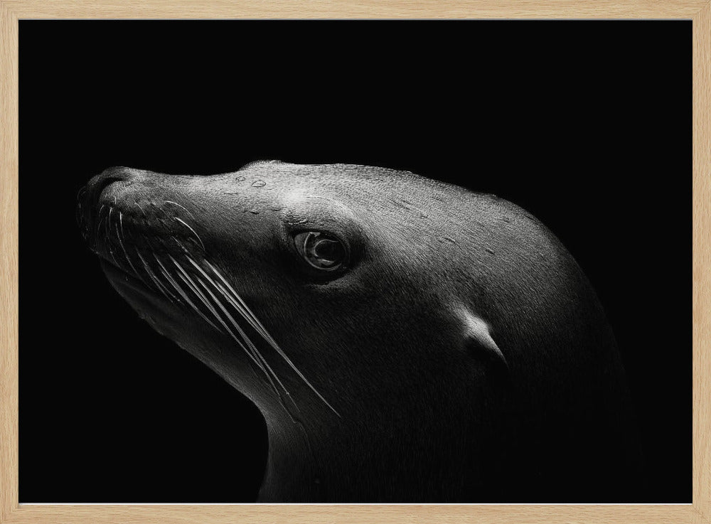 Sea Lion Poster