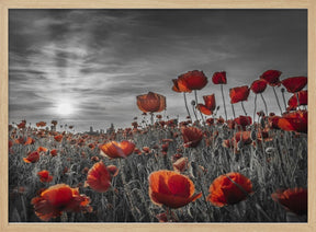 Poppies in the sunset | colorkey Poster