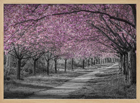 Charming cherry blossom alley in pink Poster