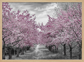 Charming cherry blossom alley Poster