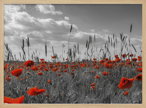 Field of poppies in colorkey Poster