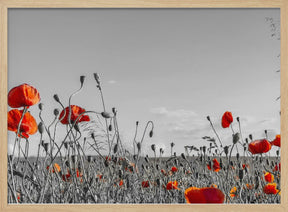 Lovely Poppy Field | panoramic view Poster