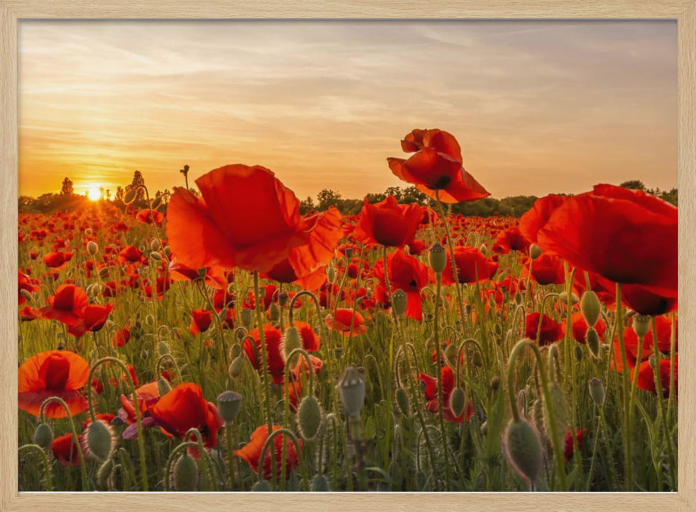 Setting sun in field of poppies | Panoramic Poster