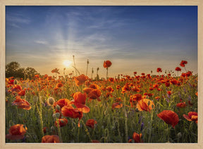 Poppy idyll in sunset Poster