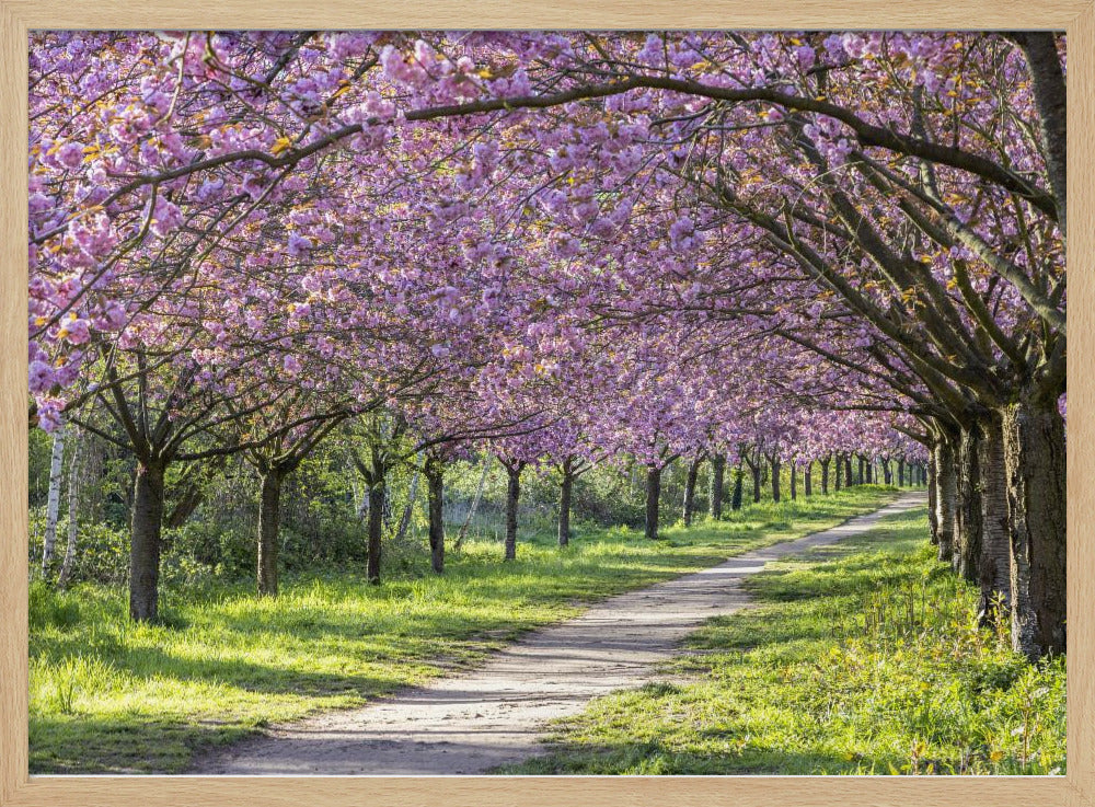 Idyllic cherry blossom alley Poster