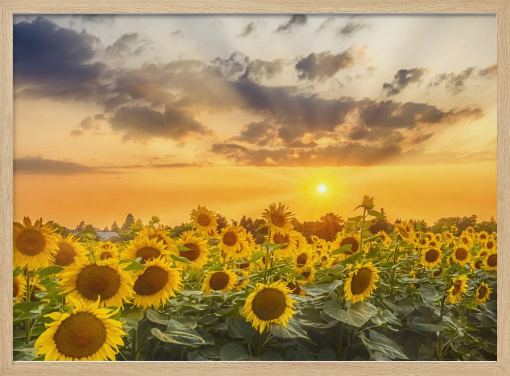 Sunflower field at sunset | Panoramic View Poster