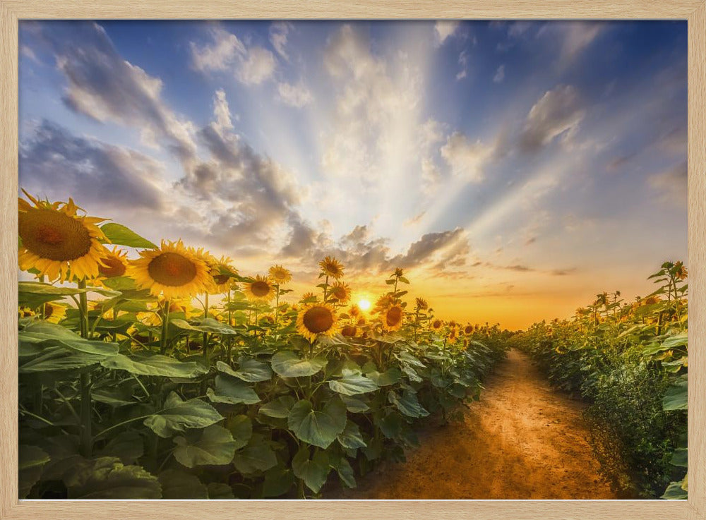 Path through the sunflower field Poster