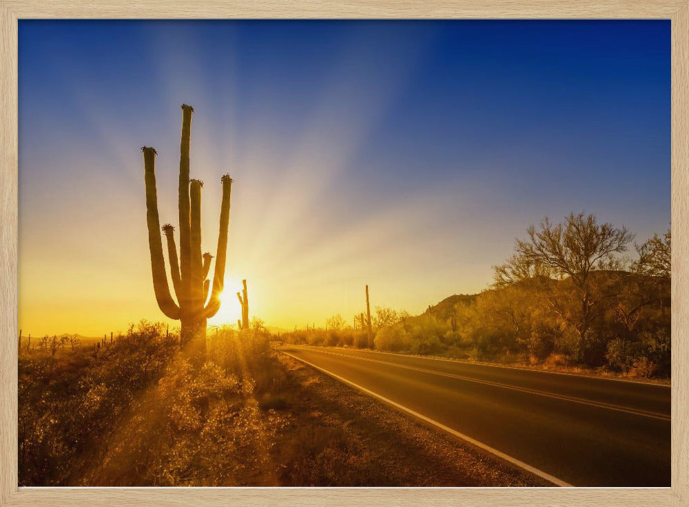 SAGUARO NATIONAL PARK Setting Sun Poster