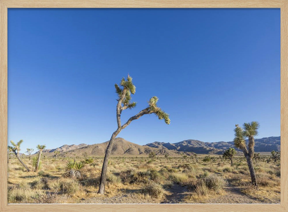 Joshua Tree National Park Impression Poster