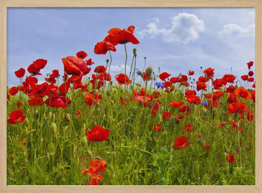 Field of Poppies | panoramic view Poster