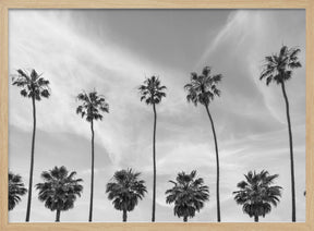 Palm Trees in La Jolla, California Poster