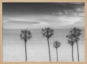 Lovely Palm Trees at the Ocean | monochrome Poster