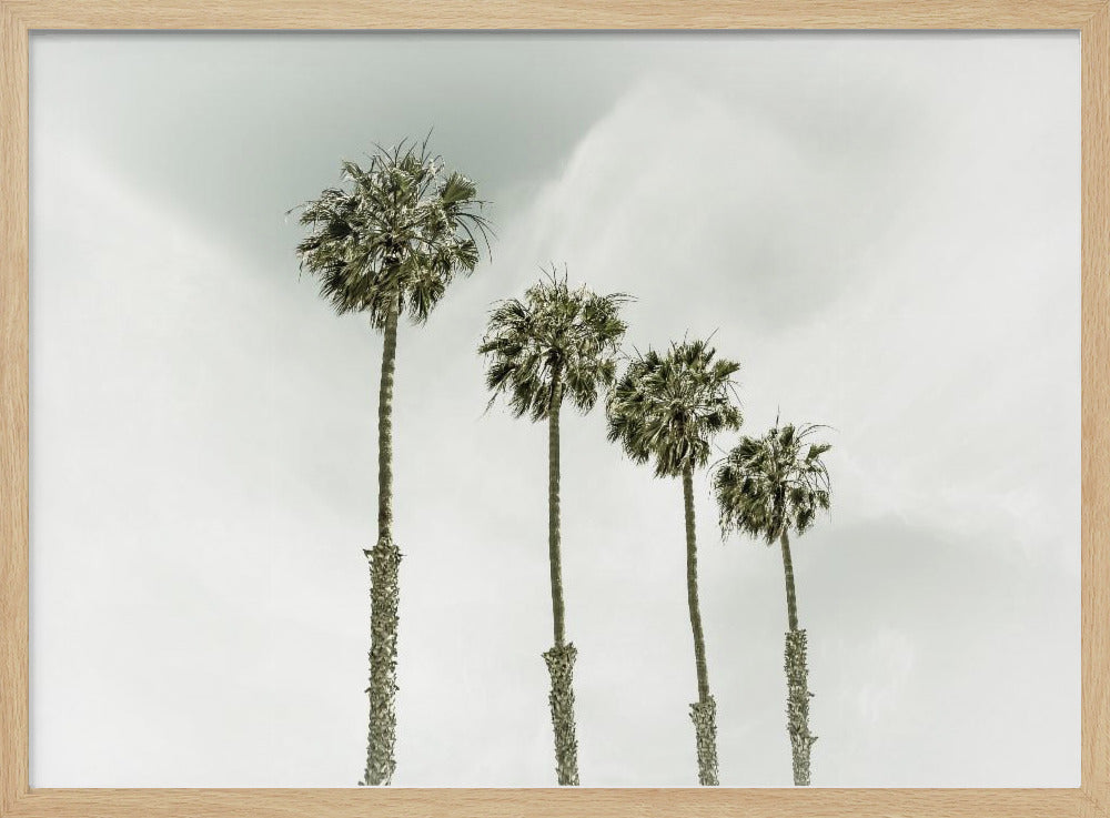 California Palm Trees Poster