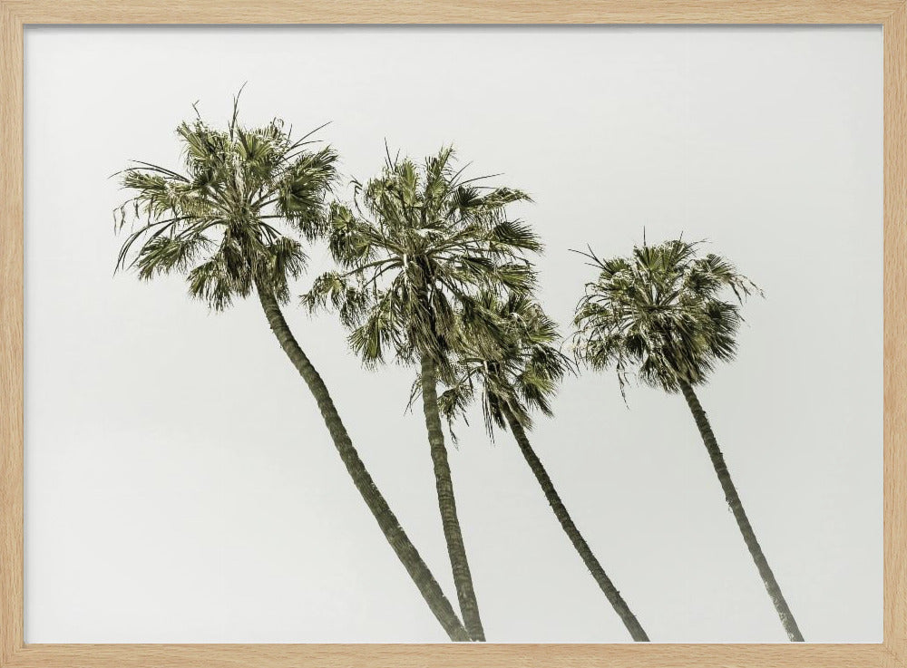 Palm trees by the sea | Vintage Poster