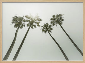 Lovely vintage palm trees in the sun Poster