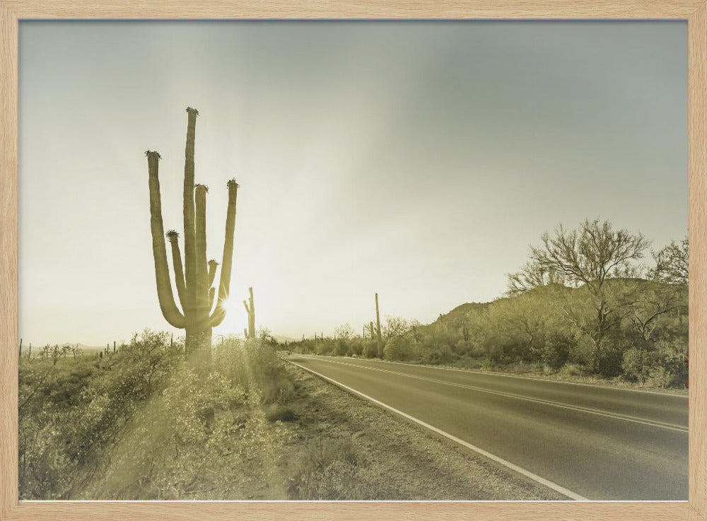 SAGUARO NATIONAL PARK Setting Sun | Vintage Poster