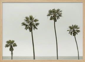 Vintage Palm Trees by the sea Poster