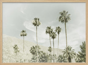 Palm Trees in the desert | Vintage Poster