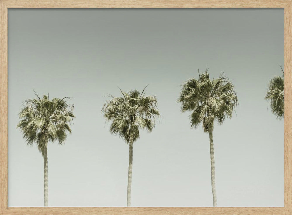 Panoramic Vintage Palm Trees Poster