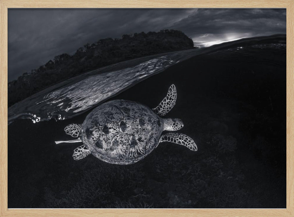 Monochrone, Split Level and Green Sea Turtle Poster