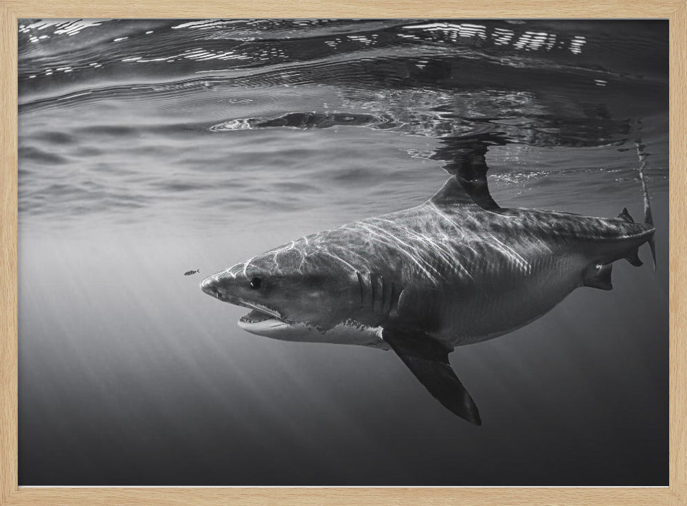 Monochrome Tiger Shark Poster