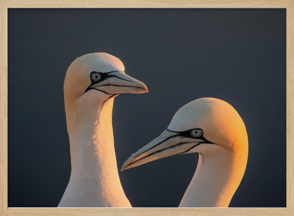 Northern gannet Poster