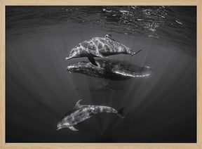 Dolphins with Black and whale Poster