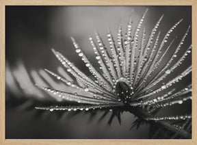 Pine fruit macro Poster