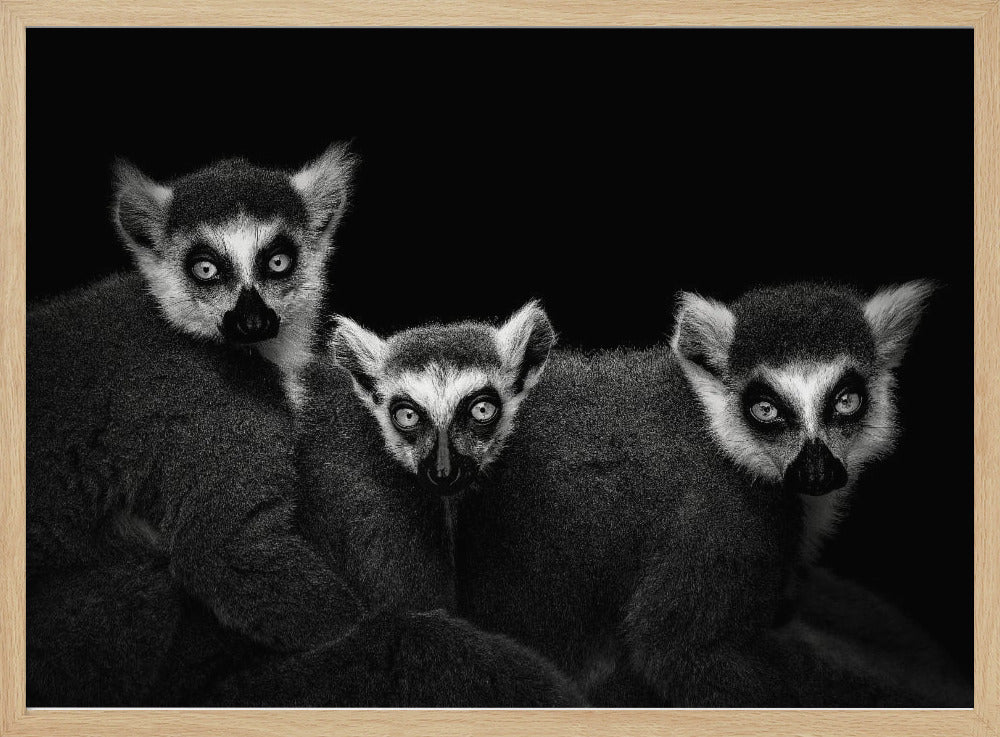 Lemur Trio Poster