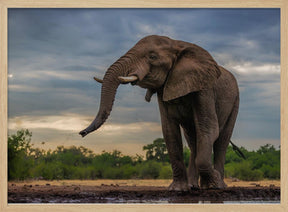 Elephant Drinking Poster