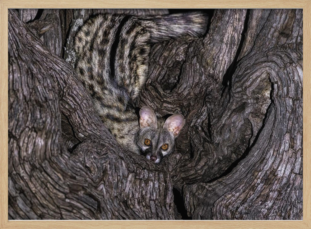 Small Spotted Genet Poster