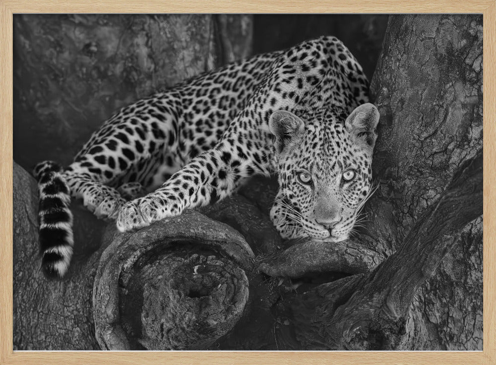 Leopard on A Tree Poster