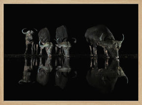 Buffalos at The Night Poster