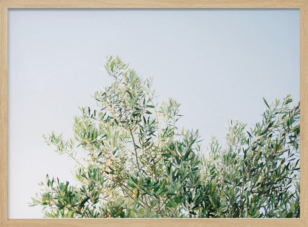 Olives In Ostuni | Italy Travel Photography Poster