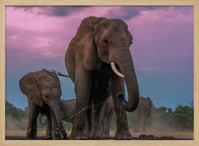 Elephants Poster