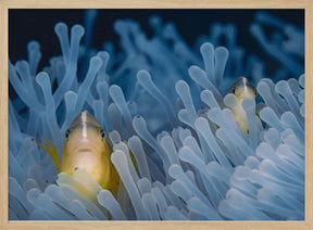 Skunk-striped anemonefish Poster