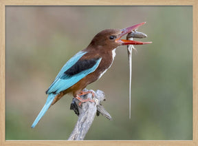 Kingfisher with catch Poster