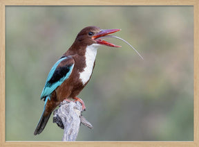 Long tongue Poster