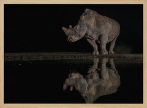 Rhino at the Night Poster