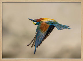 Bee-eater Poster