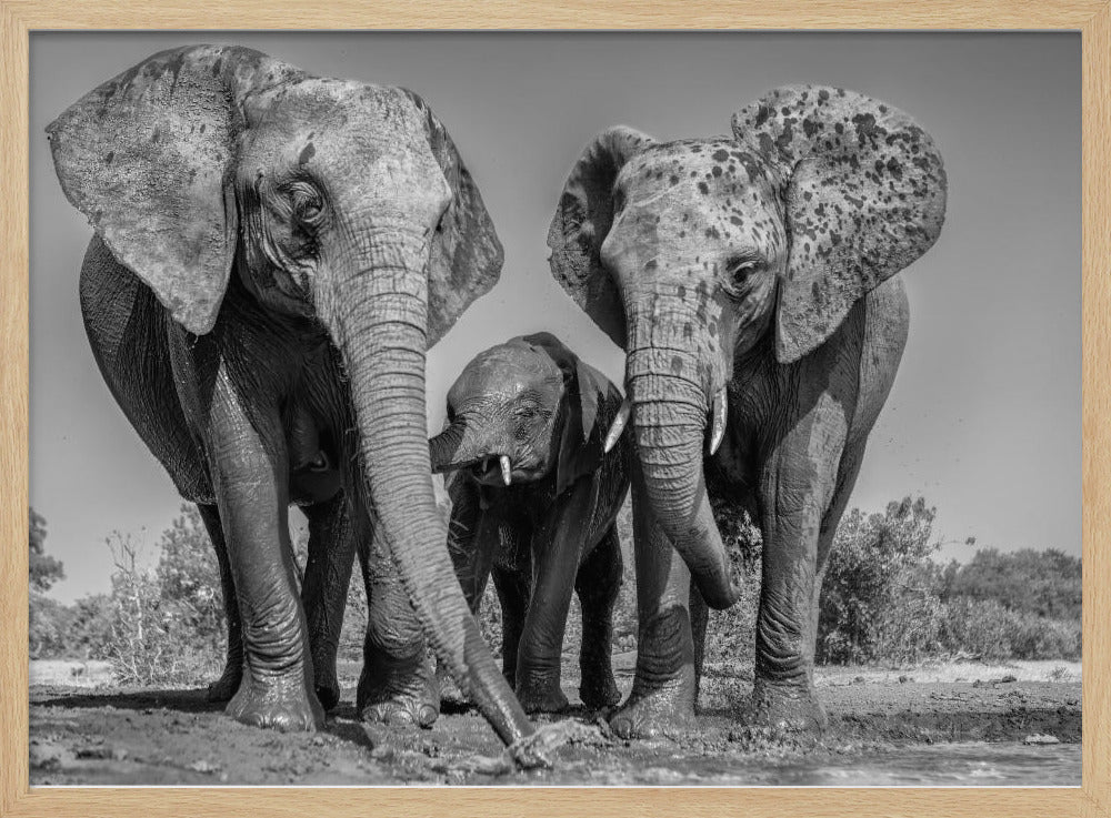 Elephant Family Poster