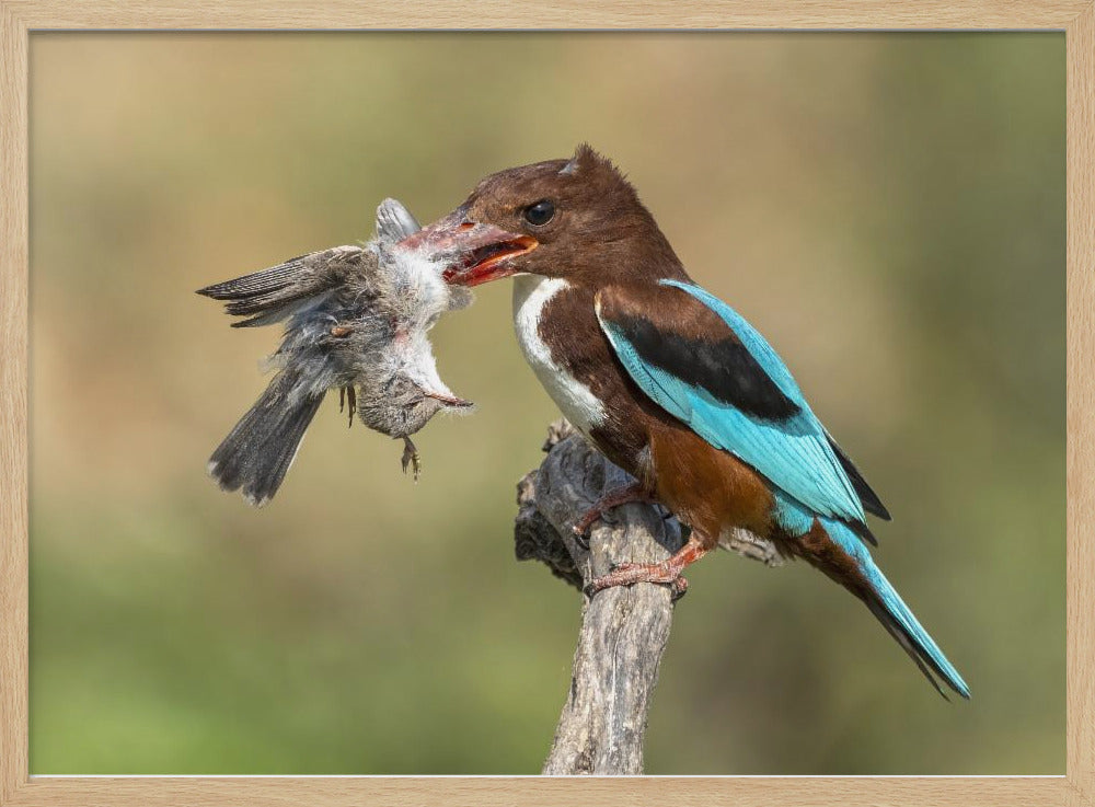 White-throated kingfisher catch Poster