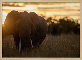 elephant sunrise Poster