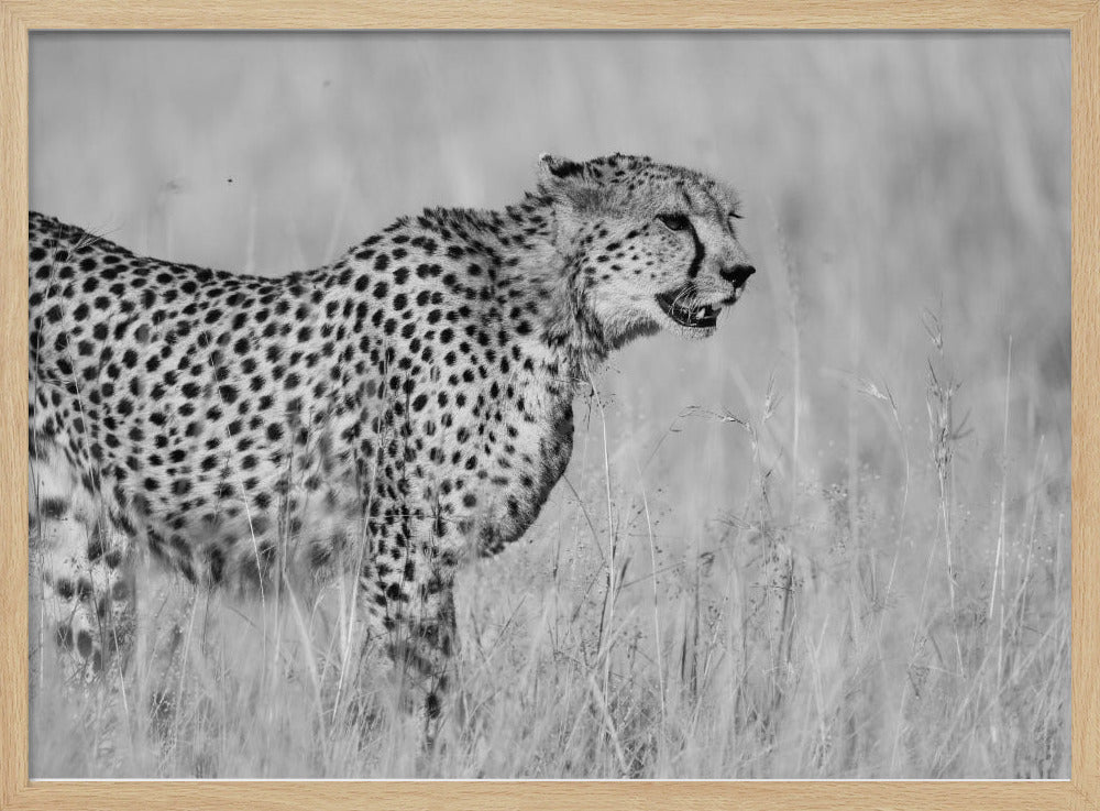 Side view of cheetah standing on field Poster